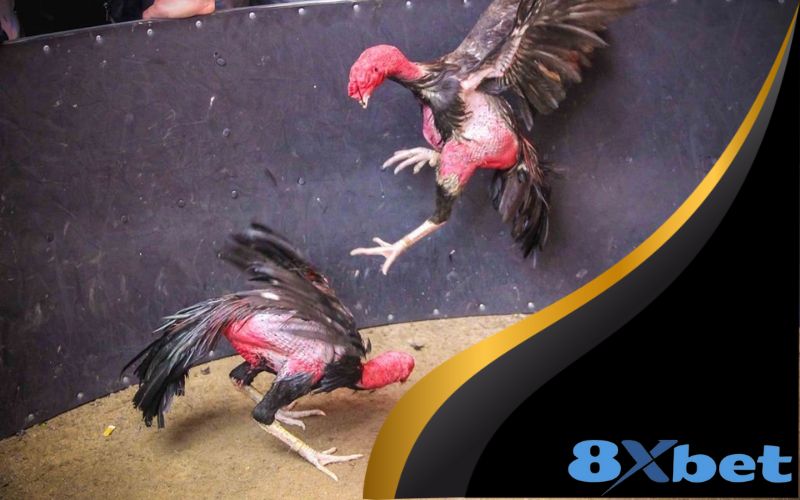 Đá Gà Trực Tuyến 8XBET